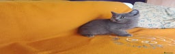 Británico de Pelo Corto gatos en venta: Adorable hembra Britthis blue  en Madrid - Anuncio 2
