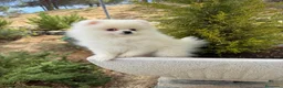 Pomerania perros en venta: Pomerania toy hembra fotos reales y actuales!! - Anuncio 2