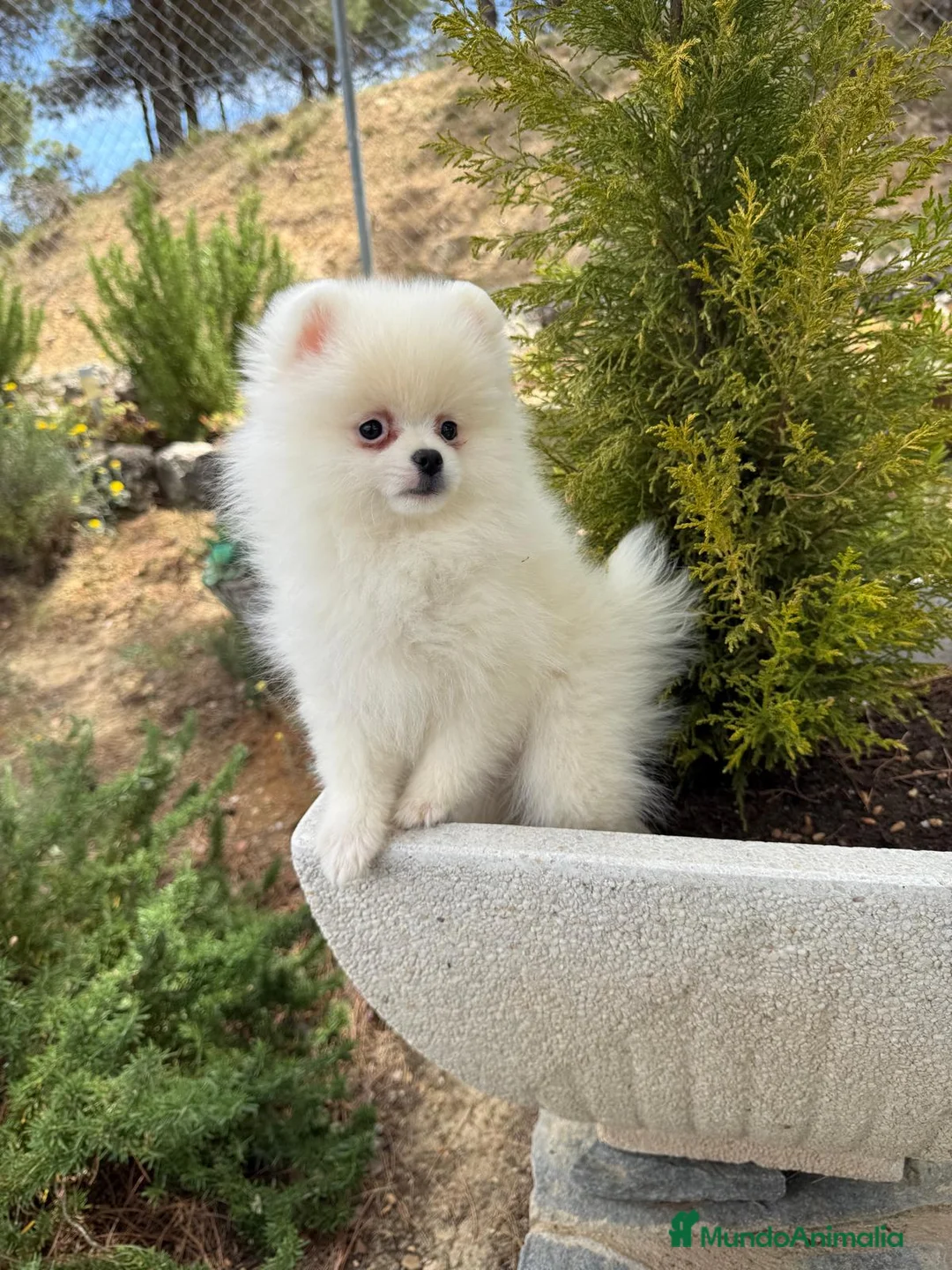 Pomerania perros en venta: Pomerania toy hembra fotos reales y actuales!! - Anuncio 2