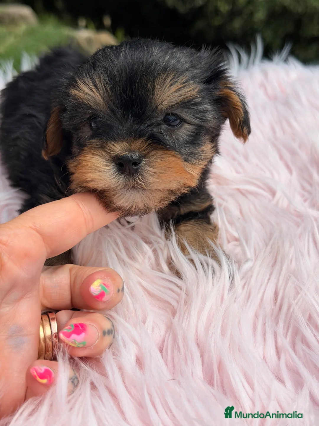 Yorkshire Terrier perros en venta: Yorkshire terrier hembra  - Anuncio 2
