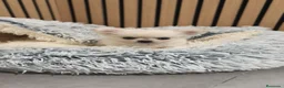 Chihuahua perros en venta: Chihuahua Toy Blanco Perla pelo largo  - Anuncio 10