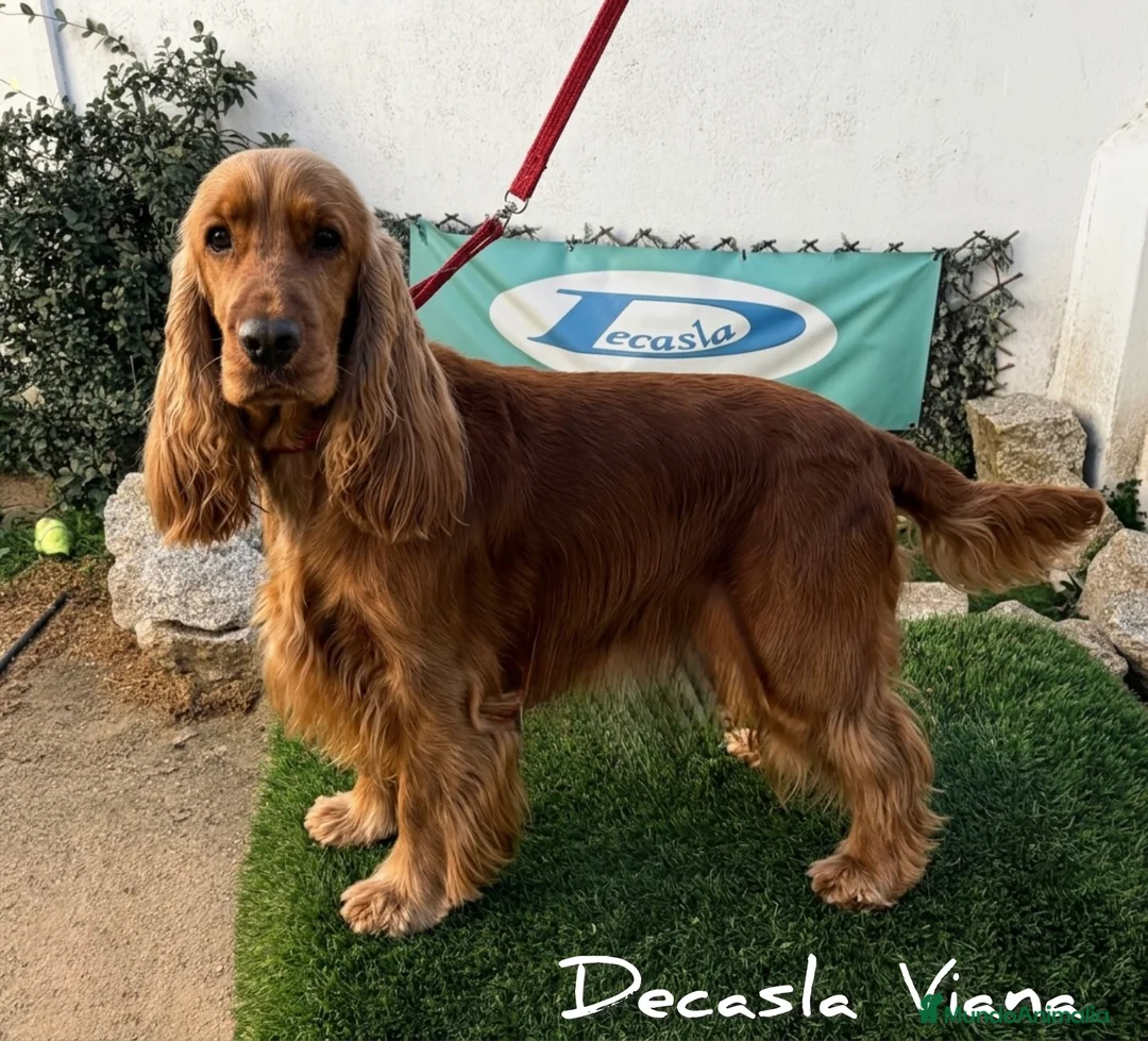 Cocker Spaniel Inglés perros en venta: Cachorros dorados de cocker spaniel ingles. - Anuncio 2