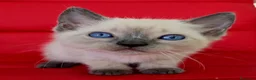 Siamés gatos en venta: SIAMES - Anuncio 4