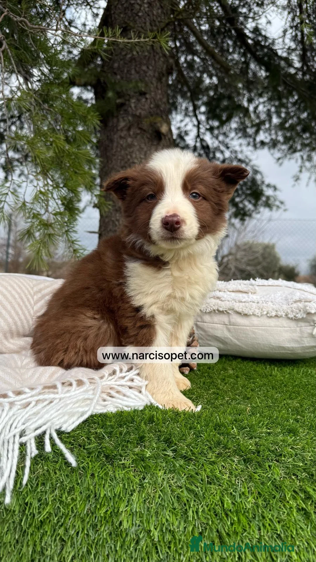 Border Collie perros en venta: CACHORRO BORDER COLLIE CHOCOLATE en Asturias - Anuncio 7