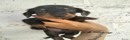 Teckel Miniatura perros en venta: Teckel mini  - Anuncio 2