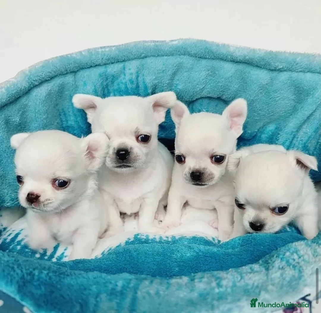 Chihuahua perros en venta: CHIHUAHUAS ( ENVIO GRATIS )  - Anuncio 1