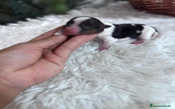 Yorkshire Terrier perros en venta: YORKSHIRE BIEWER HEMBRA - Imagen 3