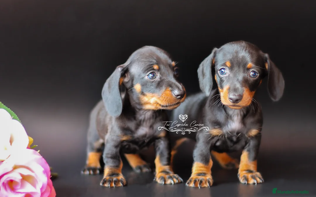 Teckel perros en venta: PRECIOSAS TECKEL COLOR NEGRO Y FUEGO 💖 en Cantabria - Anuncio 2