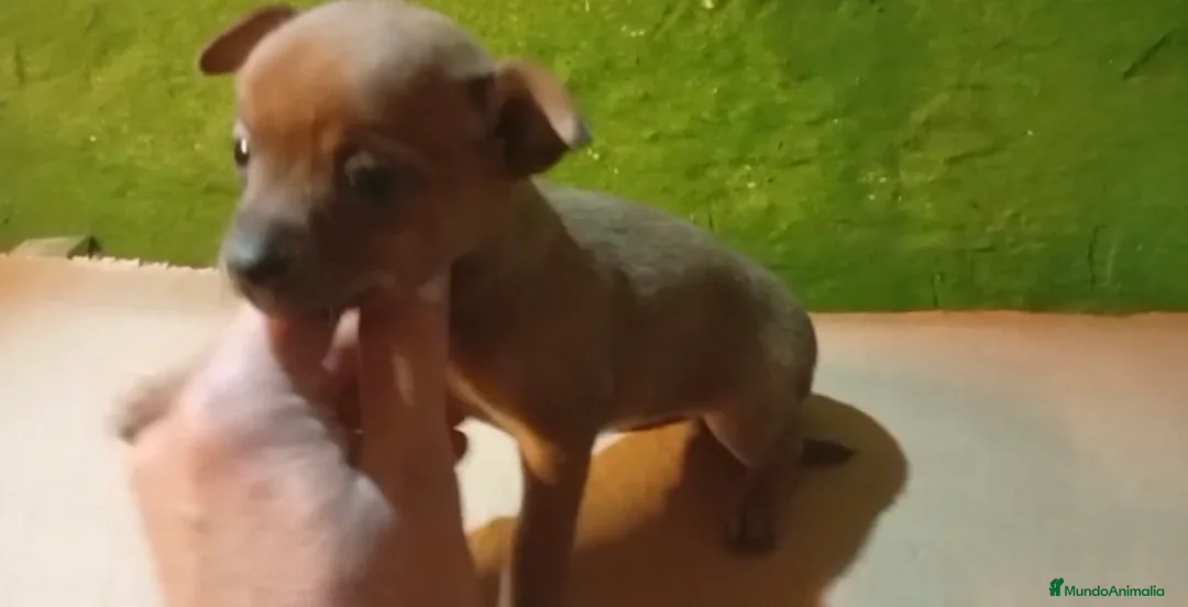 Chihuahua perros en venta: Hembras chihuhuas - Anuncio 1