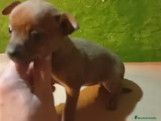 Chihuahua perros Hembras chihuhuas - Anuncio 1