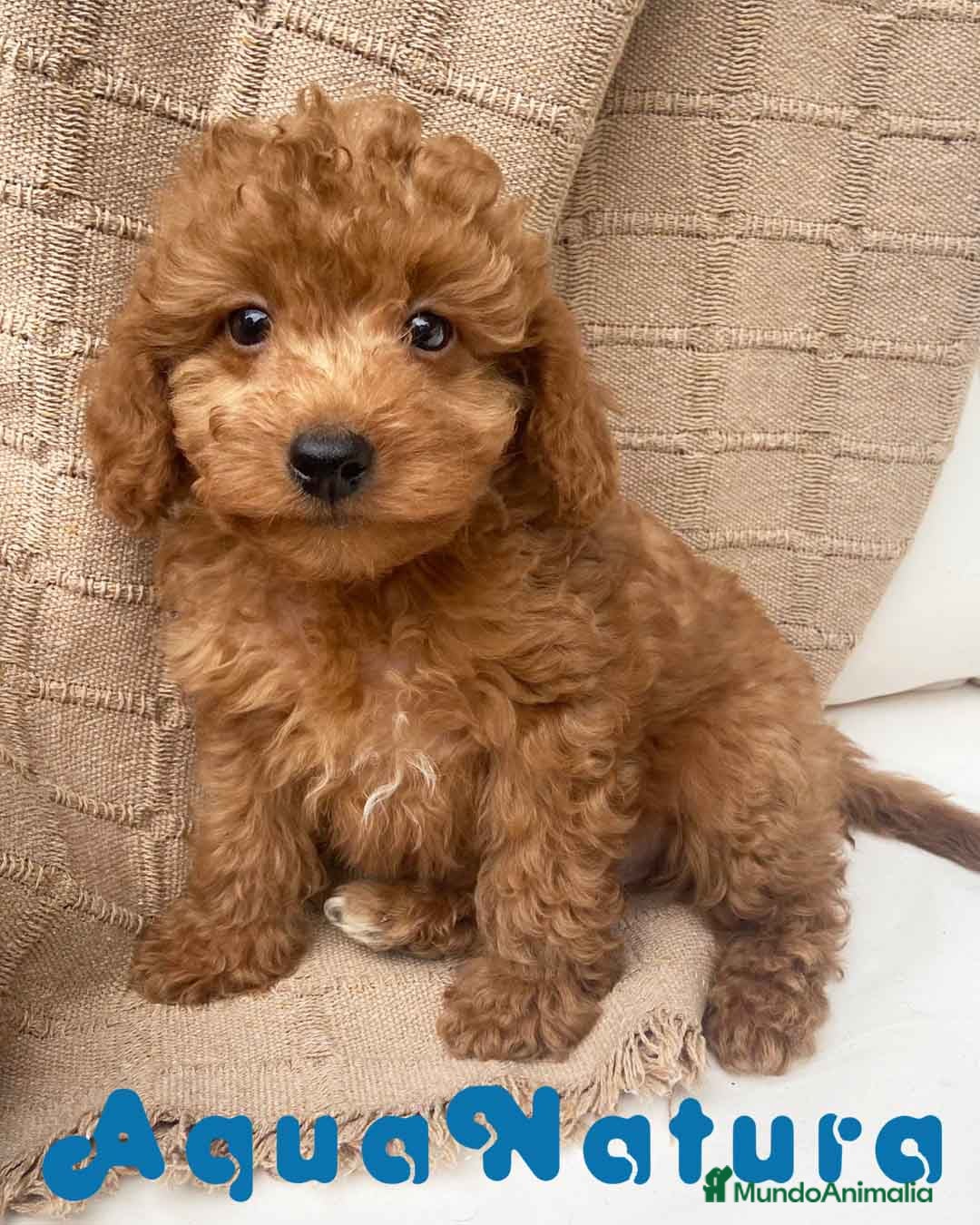 Caniche Toy perros Caniche Macho 7351 de Camila - AQUANATURA en Barcelona - Anuncio 33