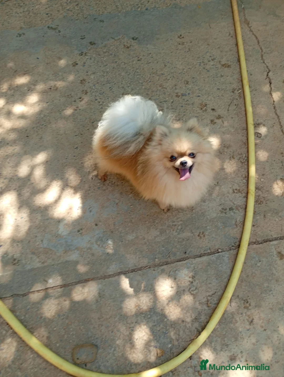 Pomerania perros en venta: Disponible Pomeranias de Calidad  - Anuncio 9