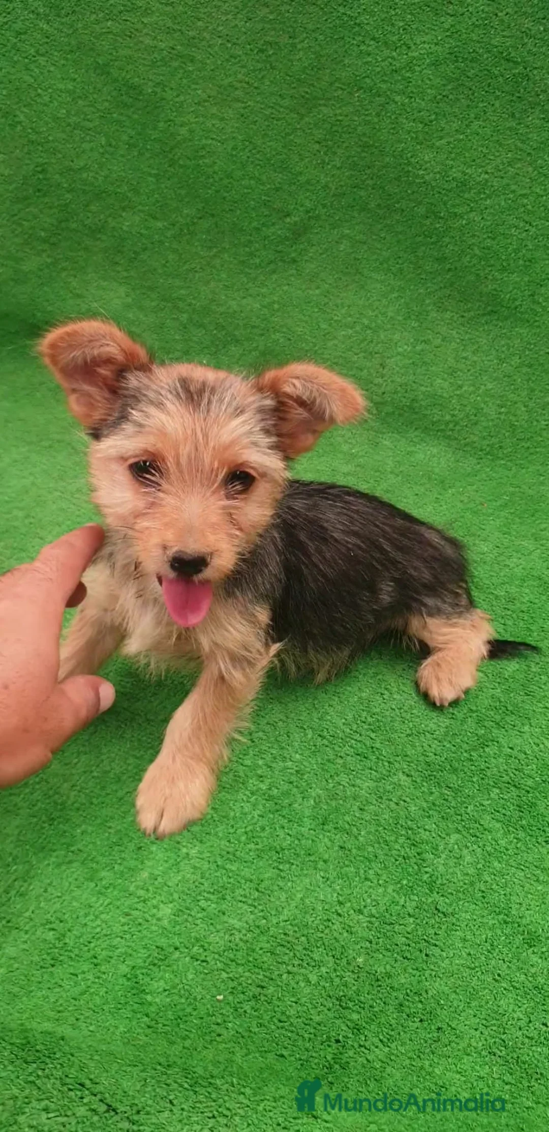 Yorkshire Terrier perros en adopcion: Se dan en adopción dos Yorkshire  - Anuncio 2