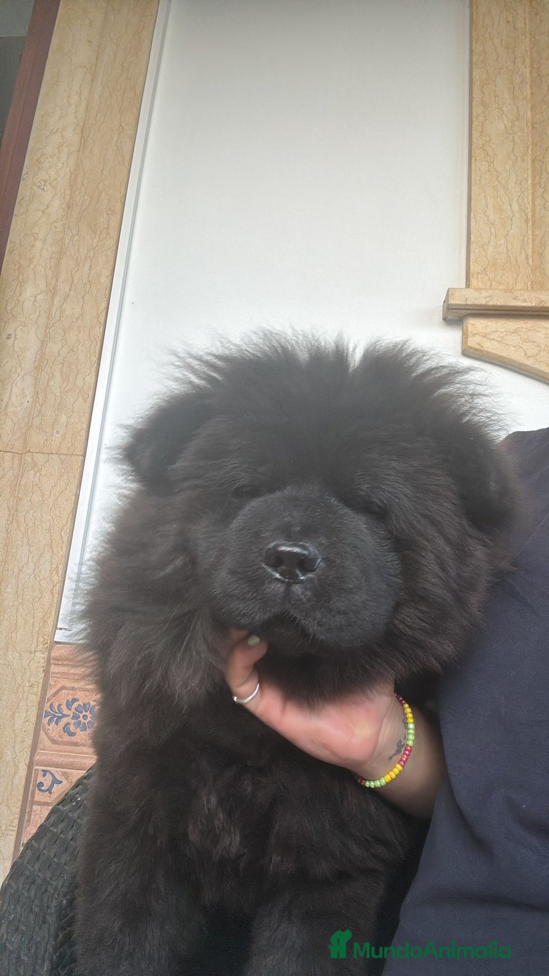 Chow Chow perros en venta: Chow chow - Anuncio 4