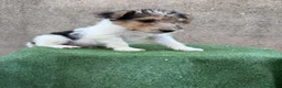 Fox Terrier de Pelo Duro perros en venta: Fox terrier pelo duro  - Anuncio 5