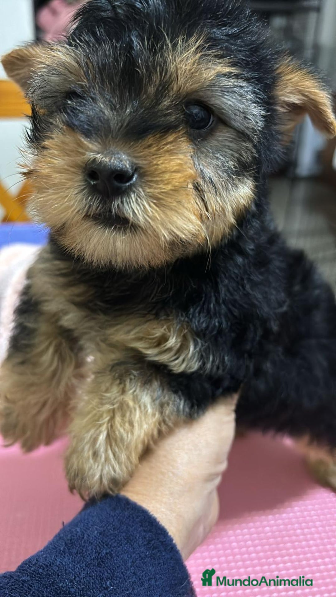 Yorkshire Terrier perros en venta: Yorksiri toy - Anuncio 5