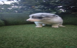 Border Collie perros en venta: border collie blue merle y blancos y negros  - Anuncio 4