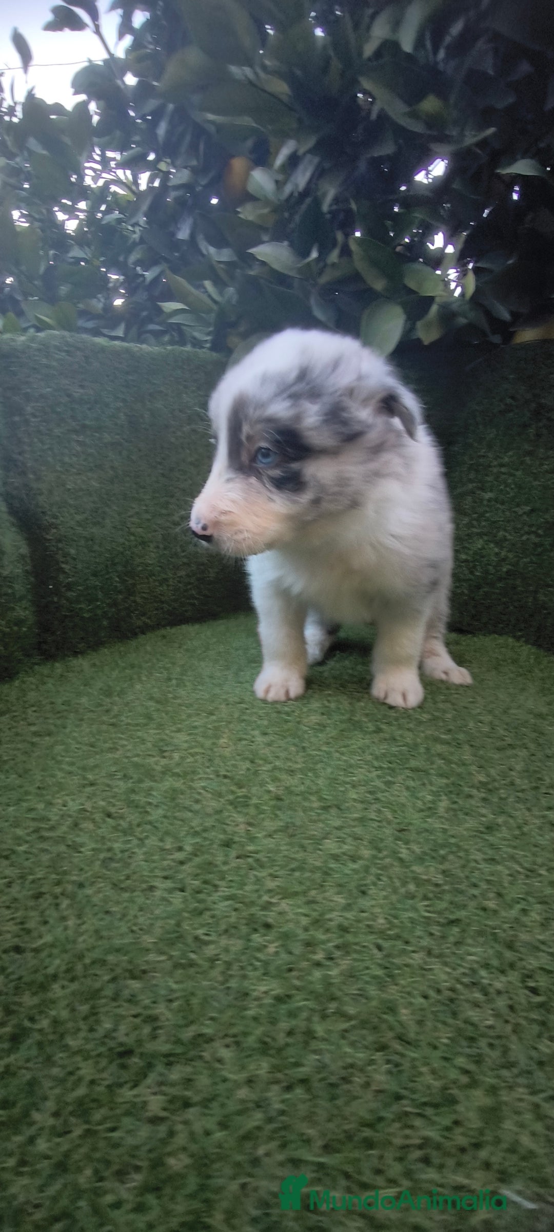 Border Collie perros en venta: border collie blue merle y blancos y negros  - Anuncio 4
