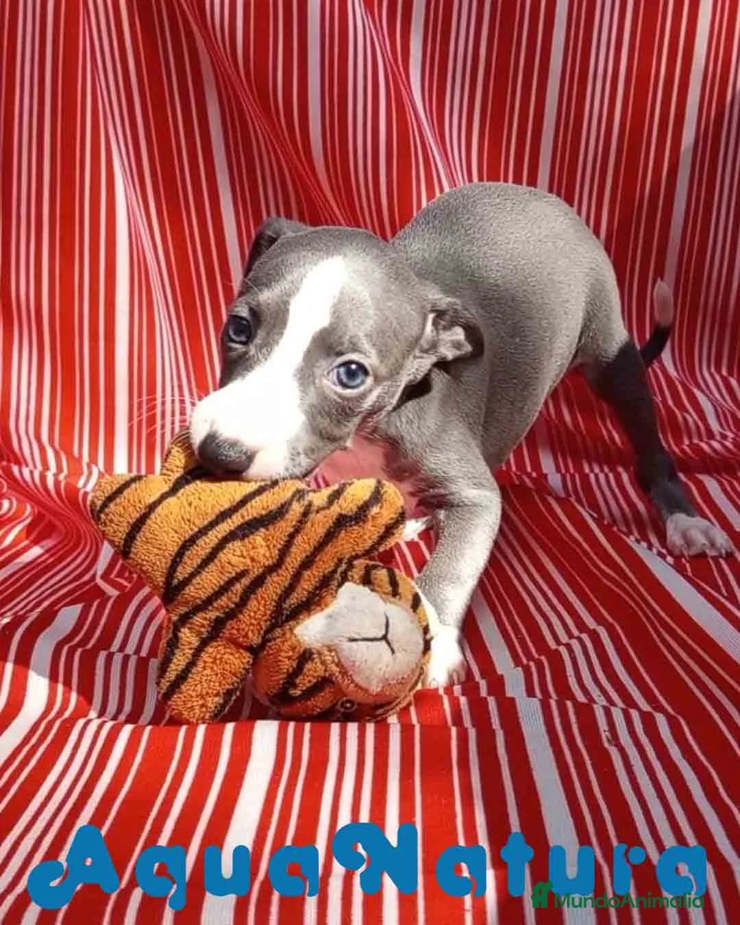 Pequeño Lebrel Italiano perros en venta: Lebrel Italiano Hembra 4 de AB y Omega AQUANATURA - Anuncio 1