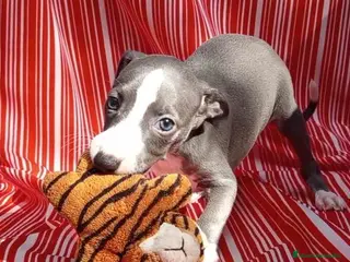 Pequeño Lebrel Italiano perros Lebrel Italiano Hembra 4 de AB y Omega AQUANATURA - Anuncio 1