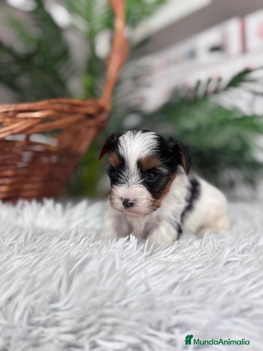 Yorkshire Terrier perros en venta: YORKSHIRE BIEWER - Anuncio 12