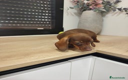 Teckel Miniatura perros en venta: Kanichen hembra chocolate última  - Anuncio 2