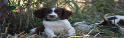 English Springer Spaniel perros en venta: Cachorros springer spaniel seriedad - Anuncio 10