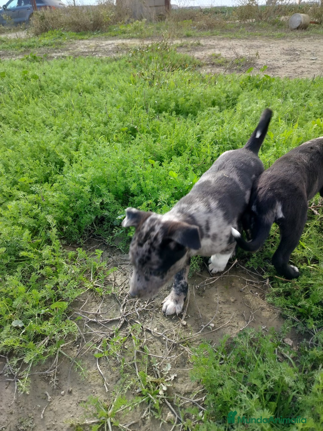 Border Collie perros en venta: BORDER COLLIE - Anuncio 2