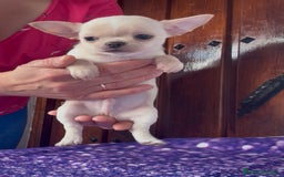 Chihuahua perros en venta: Precioso machito chihuahua  - Imagen 3