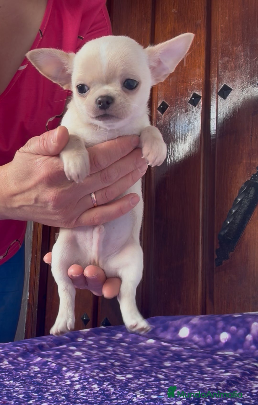 Chihuahua perros en venta: Precioso machito chihuahua  - Imagen 3