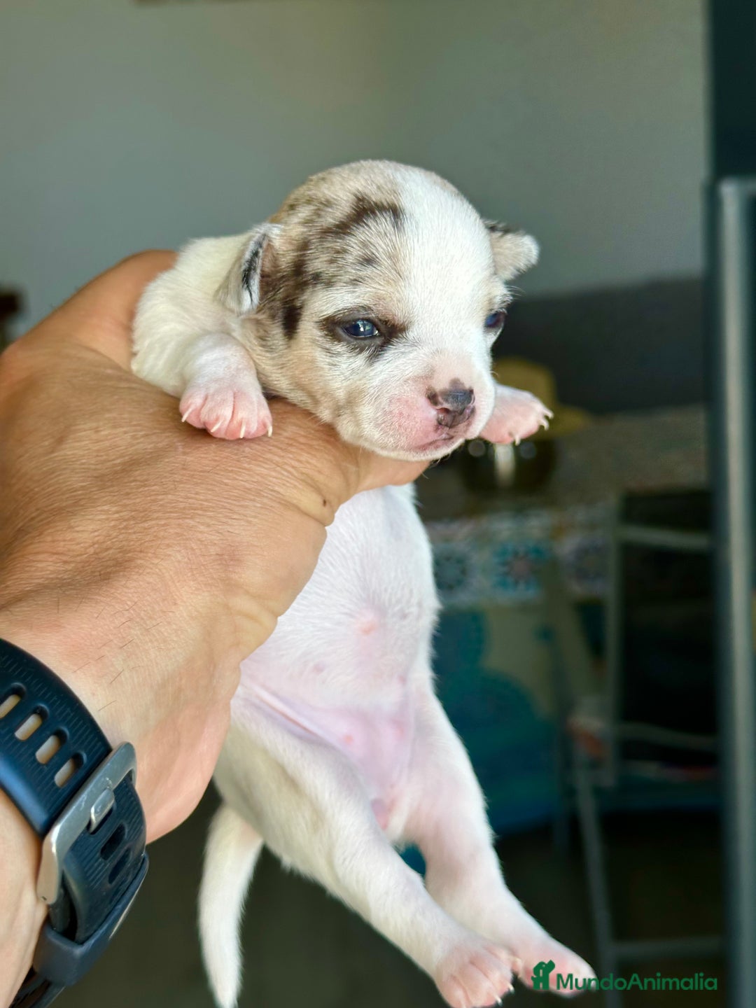 Chihuahua perros en venta: Chihuahuas mis nuevos pequeños - Imagen 19