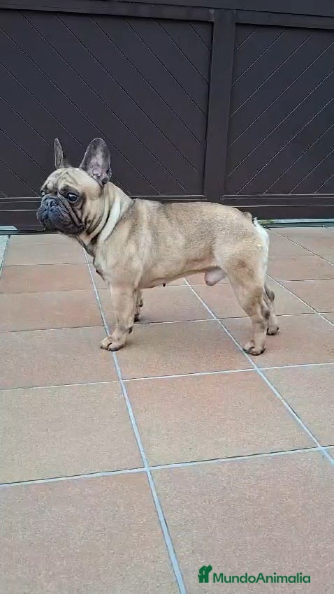 Bulldog Francés perros CACHORROS BULLDOG FRANCES - Anuncio 6