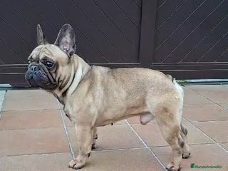 Bulldog Francés perros CACHORROS BULLDOG FRANCES - Anuncio 6