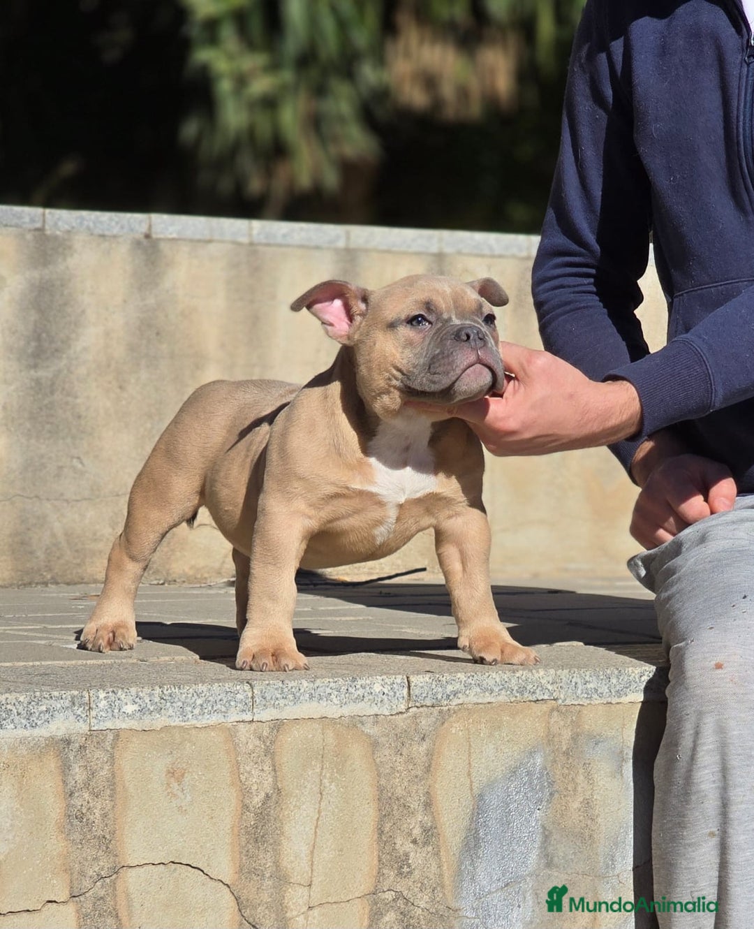 American Bully perros en venta: Cachorros de American Bully  - Anuncio 3