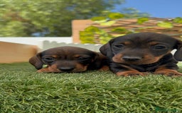 Teckel Miniatura perros en venta: TECKEL. MINIATURA - Imagen 7