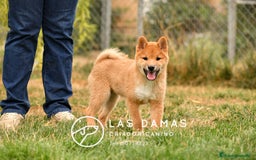 Shiba Inu perros en venta: SHIBA INU DISPONIBLES - Imagen 1