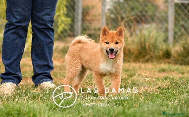 Shiba Inu perros - Anuncio 5