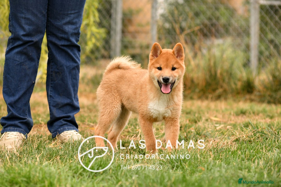 Shiba Inu perros en venta: SHIBA INU DISPONIBLES - Imagen 1