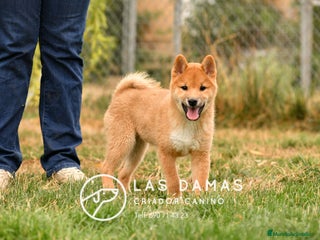Shiba Inu perros - Anuncio 8