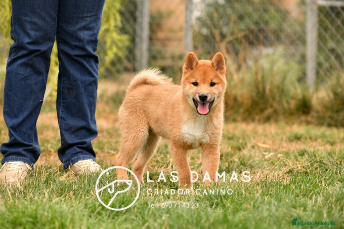 Shiba Inu perros - Anuncio 2