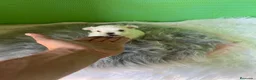 Bichón Maltés perros en venta: Bichon maltés  - Anuncio 3