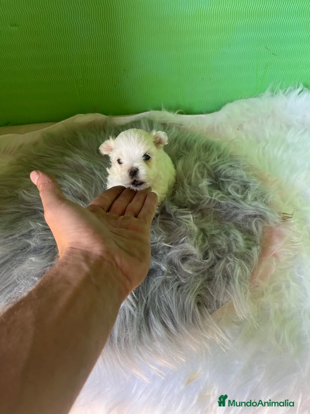 Bichón Maltés perros en venta: Bichon maltés  - Anuncio 3