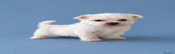 Bichón Maltés perros en venta: Bichon Maltes toy  - Anuncio 9