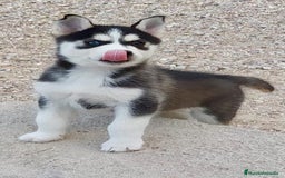 Husky Siberiano perros en venta: Husky siberiano  - Imagen 6