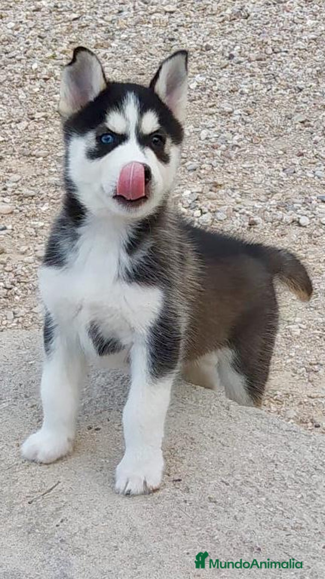 Husky Siberiano perros en venta: Husky siberiano  - Imagen 6