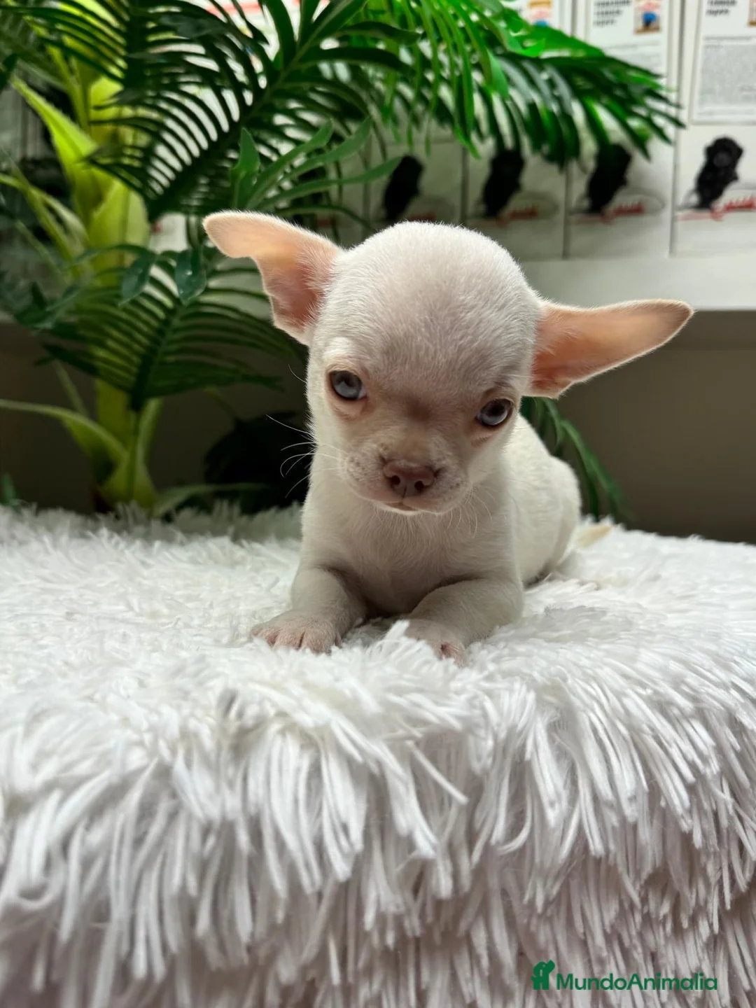 Chihuahua perros en venta: CHIHUAHUA MACHO - OJOS AZULES - Anuncio 1