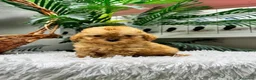 Caniche Toy perros en venta: CANICHE TOY - Anuncio 4