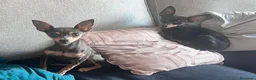 Ratón de Praga perros en venta: Cachorro de ratón de Praga  - Anuncio 1
