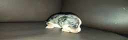 Chihuahua perros en venta: Chihuahuas toy - Anuncio 4