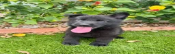 Pastor Alemán perros en venta: Cachorros de pastor alemán negro calzado - Anuncio 4